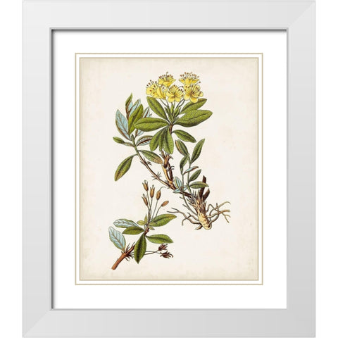 Antique Botanical Study IV White Modern Wood Framed Art Print with Double Matting by Unknown