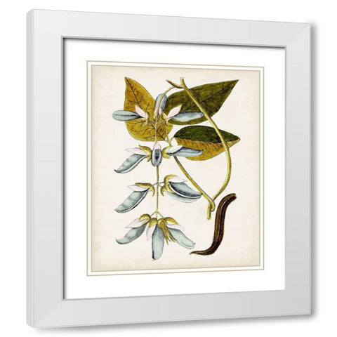 Antique Botanical Study V White Modern Wood Framed Art Print with Double Matting by Unknown