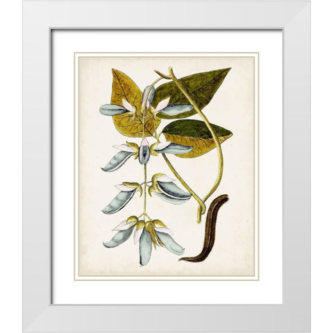 Antique Botanical Study V White Modern Wood Framed Art Print with Double Matting by Unknown