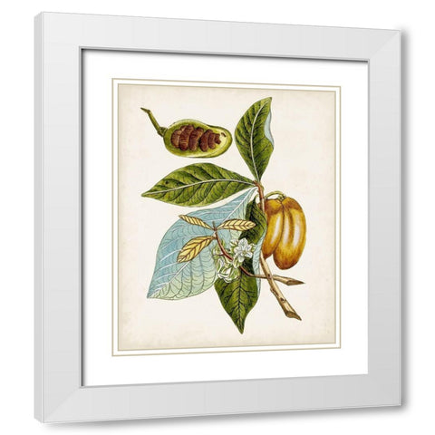 Antique Botanical Study VI White Modern Wood Framed Art Print with Double Matting by Unknown