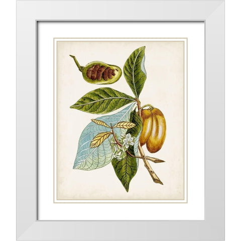 Antique Botanical Study VI White Modern Wood Framed Art Print with Double Matting by Unknown