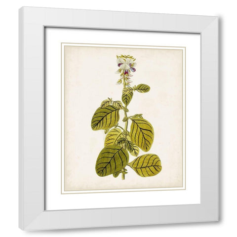 Antique Botanical Study VII White Modern Wood Framed Art Print with Double Matting by Unknown