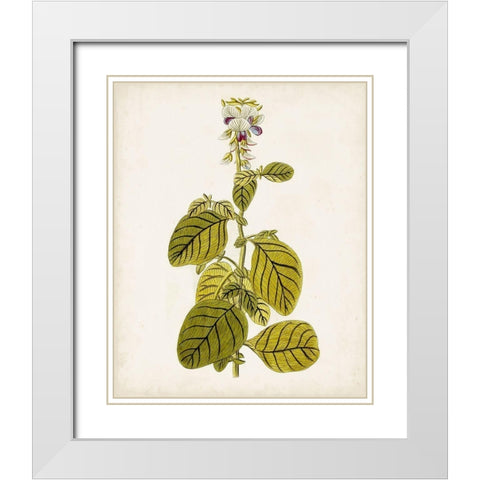 Antique Botanical Study VII White Modern Wood Framed Art Print with Double Matting by Unknown