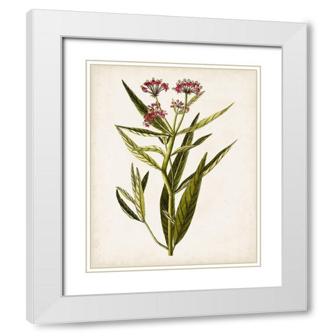 Antique Botanical Study VIII White Modern Wood Framed Art Print with Double Matting by Unknown