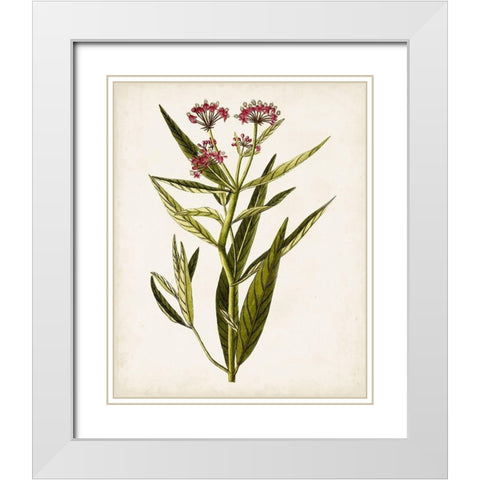 Antique Botanical Study VIII White Modern Wood Framed Art Print with Double Matting by Unknown
