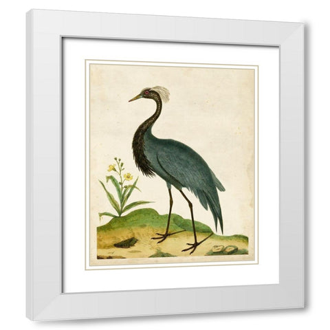 Heron Portrait II White Modern Wood Framed Art Print with Double Matting by Unknown