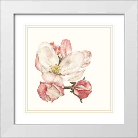 Enlightenment Blossom III White Modern Wood Framed Art Print with Double Matting by Liama, Lily