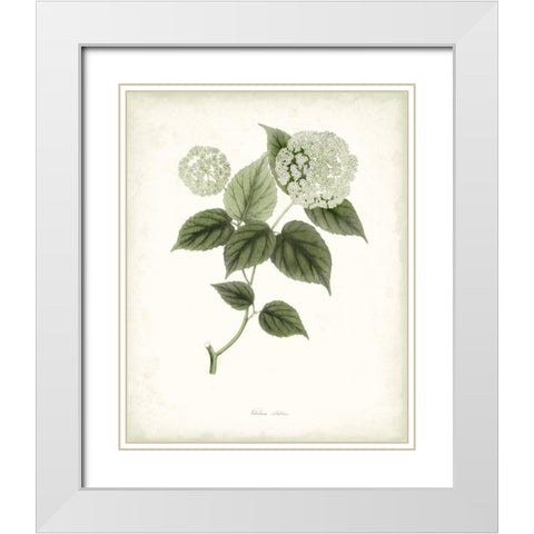 Sage Botanical I White Modern Wood Framed Art Print with Double Matting by Vision Studio