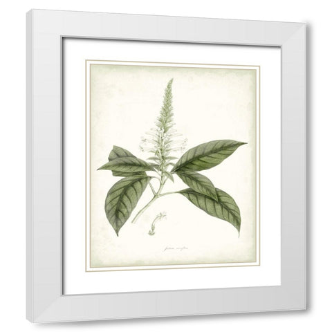 Sage Botanical II White Modern Wood Framed Art Print with Double Matting by Vision Studio