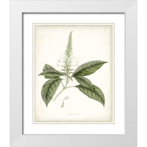 Sage Botanical II White Modern Wood Framed Art Print with Double Matting by Vision Studio