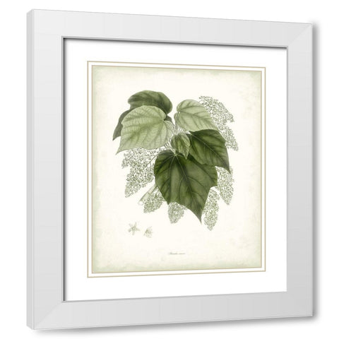 Sage Botanical III White Modern Wood Framed Art Print with Double Matting by Vision Studio