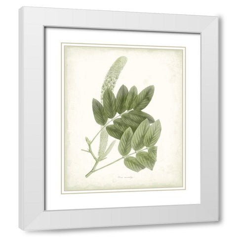 Sage Botanical IV White Modern Wood Framed Art Print with Double Matting by Vision Studio