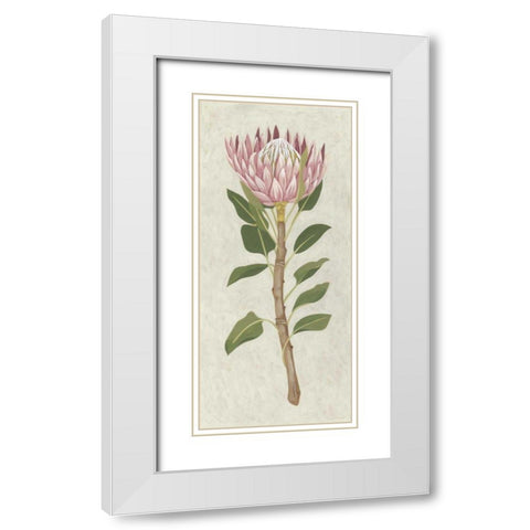 Non-Embellished Protea II White Modern Wood Framed Art Print with Double Matting by Zarris, Chariklia
