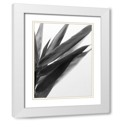 BandW Bamboo I White Modern Wood Framed Art Print with Double Matting by Stramel, Renee W.