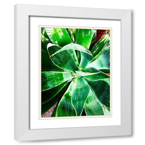 Green Tropical Succulent II White Modern Wood Framed Art Print with Double Matting by Orlov, Irena