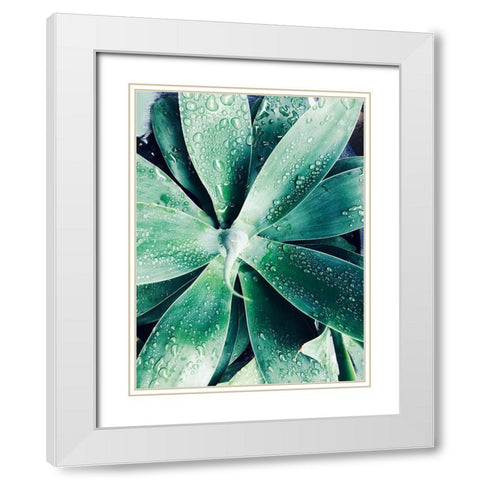 Green Tropical Succulent III White Modern Wood Framed Art Print with Double Matting by Orlov, Irena