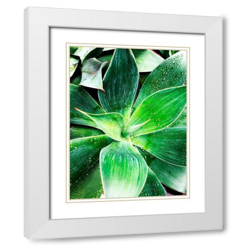 Green Tropical Succulent IV White Modern Wood Framed Art Print with Double Matting by Orlov, Irena