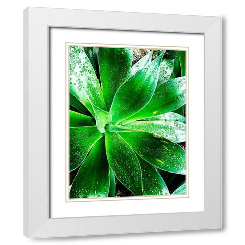 Green Tropical Succulent V White Modern Wood Framed Art Print with Double Matting by Orlov, Irena