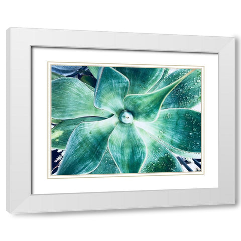 Green Tropical Succulent VII White Modern Wood Framed Art Print with Double Matting by Orlov, Irena