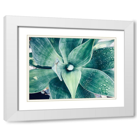 Green Tropical Succulent VIII White Modern Wood Framed Art Print with Double Matting by Orlov, Irena