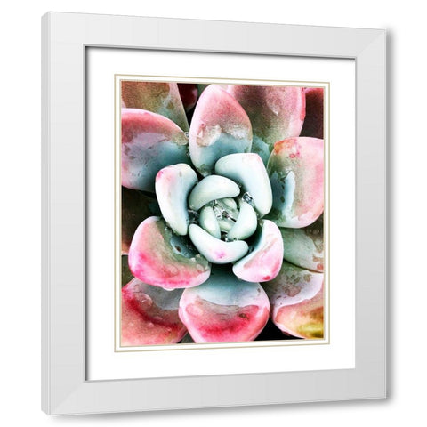 Pastel Succulent Beauty V White Modern Wood Framed Art Print with Double Matting by Orlov, Irena