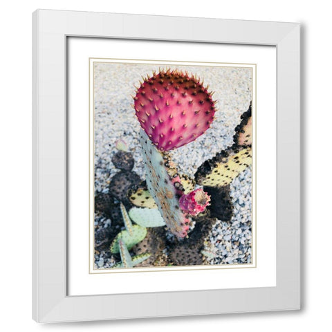 Pink Yellow Cactus I White Modern Wood Framed Art Print with Double Matting by Orlov, Irena