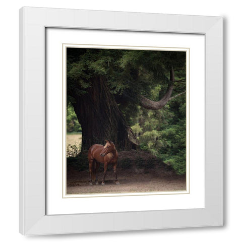 Horse in the Trees II White Modern Wood Framed Art Print with Double Matting by Friedman, Susan