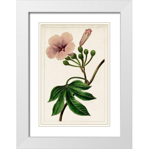 Mauve Botanicals I White Modern Wood Framed Art Print with Double Matting by Unknown