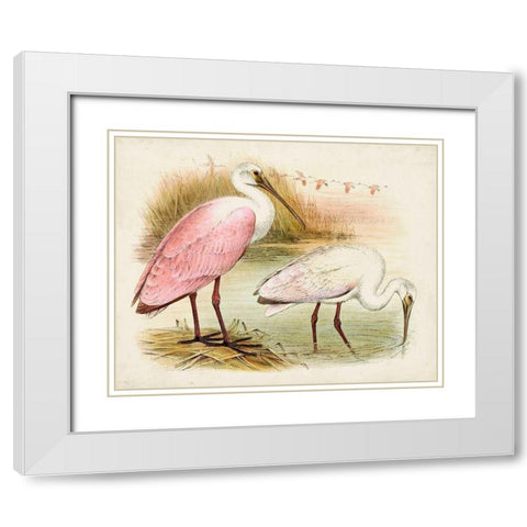 Roseate Spoonbills I White Modern Wood Framed Art Print with Double Matting by Unknown