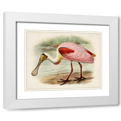 Roseate Spoonbills II White Modern Wood Framed Art Print with Double Matting by Unknown