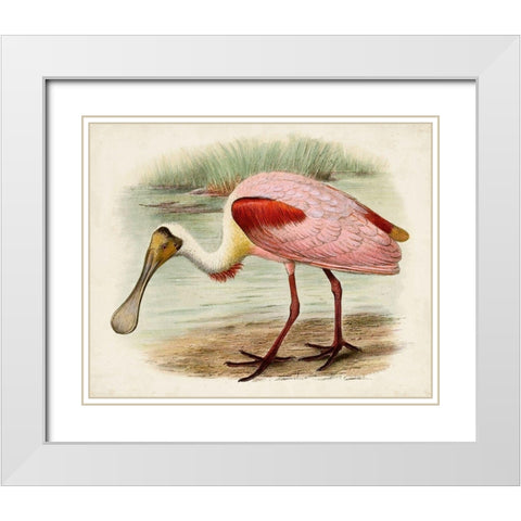 Roseate Spoonbills II White Modern Wood Framed Art Print with Double Matting by Unknown