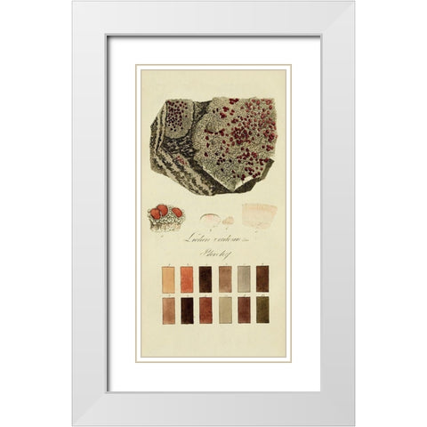 Species of Lichen I White Modern Wood Framed Art Print with Double Matting by Unknown