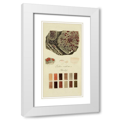 Species of Lichen I White Modern Wood Framed Art Print with Double Matting by Unknown