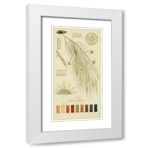 Species of Lichen II White Modern Wood Framed Art Print with Double Matting by Unknown