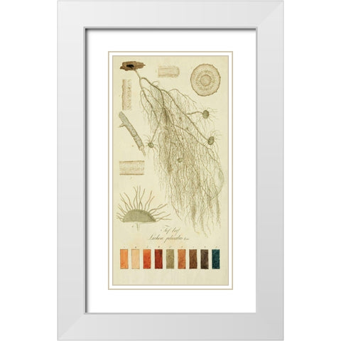 Species of Lichen II White Modern Wood Framed Art Print with Double Matting by Unknown