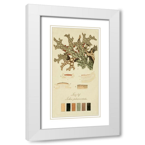 Species of Lichen III White Modern Wood Framed Art Print with Double Matting by Unknown