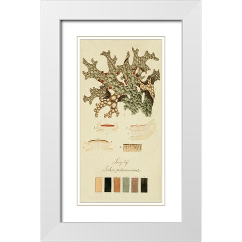 Species of Lichen III White Modern Wood Framed Art Print with Double Matting by Unknown