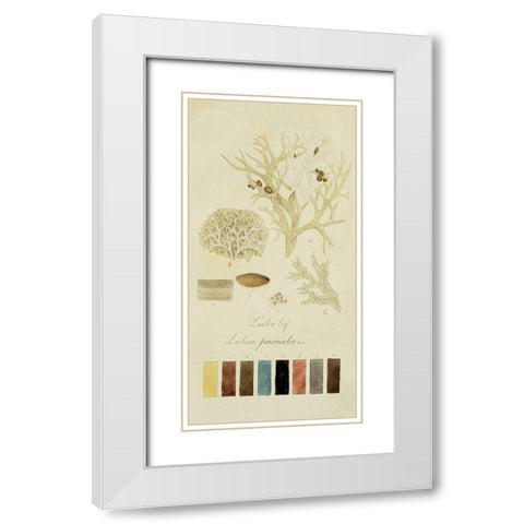 Species of Lichen IV White Modern Wood Framed Art Print with Double Matting by Unknown