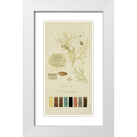 Species of Lichen IV White Modern Wood Framed Art Print with Double Matting by Unknown