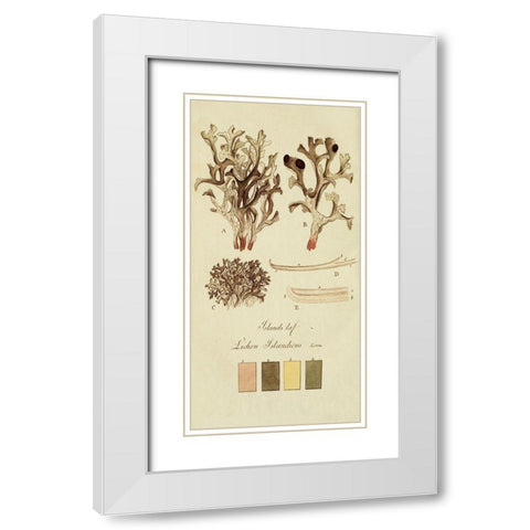 Species of Lichen V White Modern Wood Framed Art Print with Double Matting by Unknown