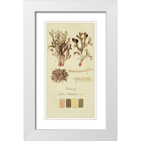 Species of Lichen V White Modern Wood Framed Art Print with Double Matting by Unknown