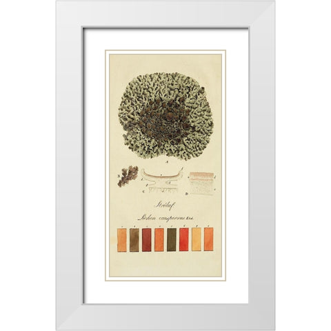 Species of Lichen VI White Modern Wood Framed Art Print with Double Matting by Unknown