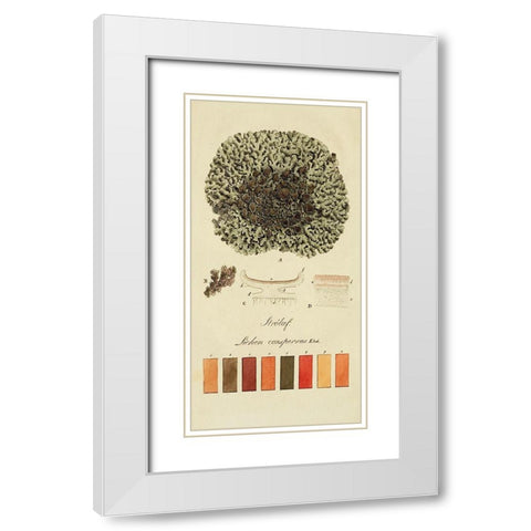 Species of Lichen VI White Modern Wood Framed Art Print with Double Matting by Unknown