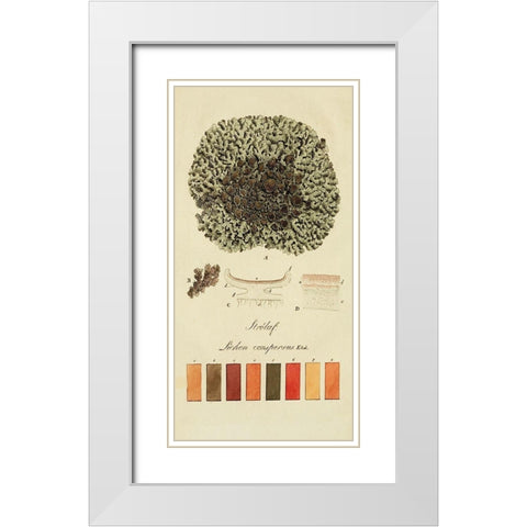 Species of Lichen VI White Modern Wood Framed Art Print with Double Matting by Unknown