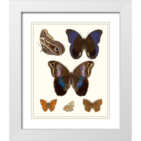 Violet Butterflies IV White Modern Wood Framed Art Print with Double Matting by Unknown