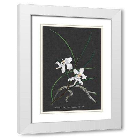 Orchid on Slate II White Modern Wood Framed Art Print with Double Matting by Vision Studio