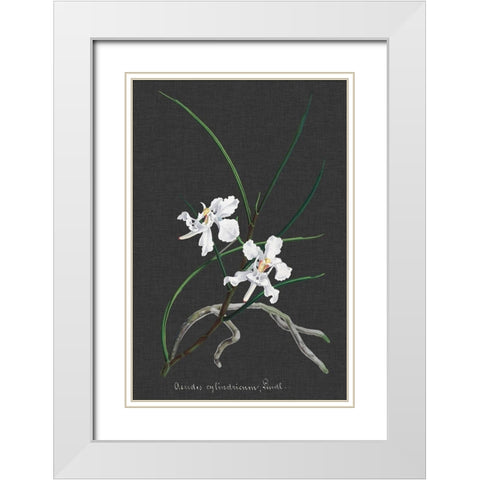 Orchid on Slate II White Modern Wood Framed Art Print with Double Matting by Vision Studio