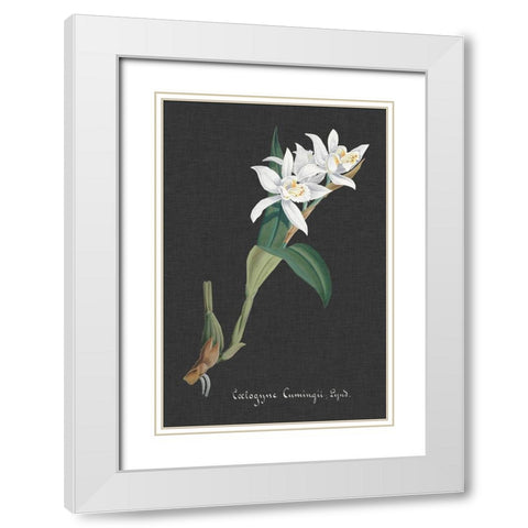 Orchid on Slate III White Modern Wood Framed Art Print with Double Matting by Vision Studio