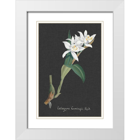 Orchid on Slate III White Modern Wood Framed Art Print with Double Matting by Vision Studio