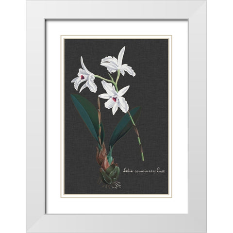 Orchid on Slate V White Modern Wood Framed Art Print with Double Matting by Vision Studio